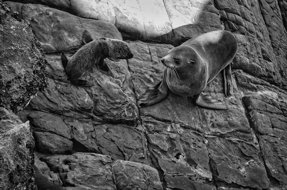 um casal de leões-marinhos subindo o lado de um penhasco