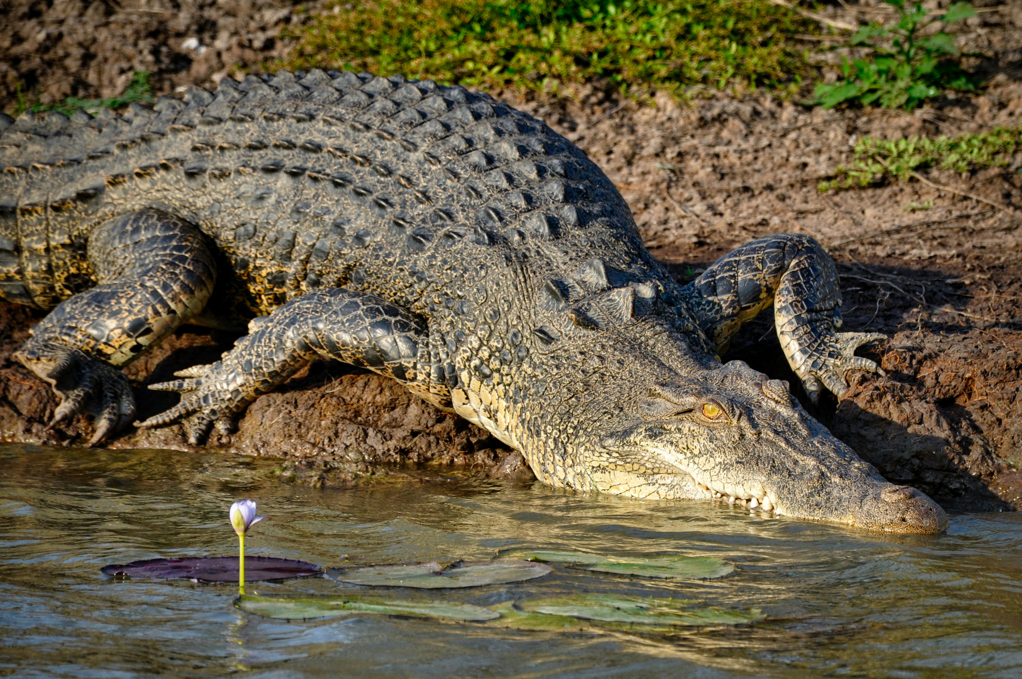 Crocodile near Kakadu Park in Northern Territory, Australia