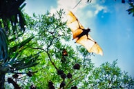 A bat with outstretched wings is flying against a bright blue sky, surrounded by lush green foliage. Several other bats are hanging upside down from the branches of the tree.