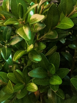 Close-up of vibrant leaves showcasing different shades of green.