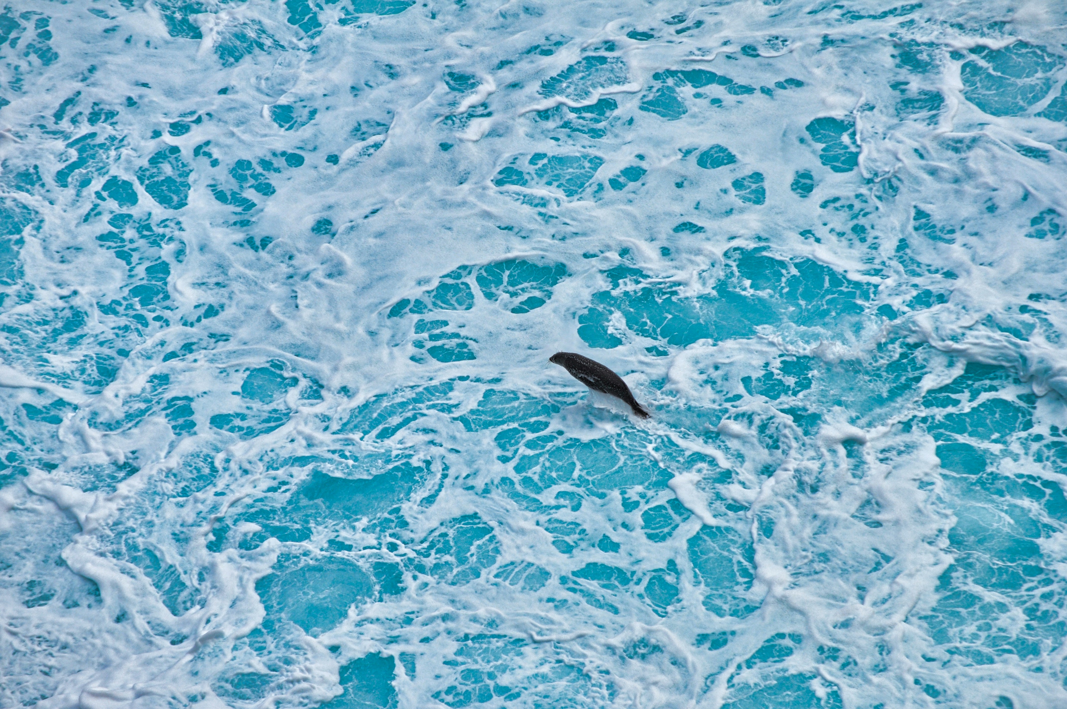a bird flying over a body of water