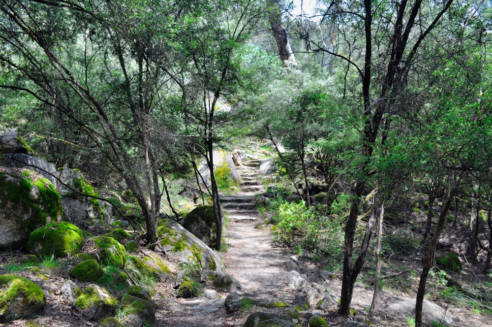 a trail in the woods with lots of trees