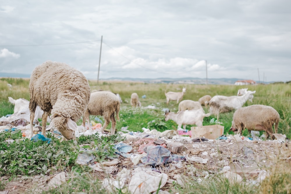 un gregge di pecore in piedi in cima a un campo coperto di erba