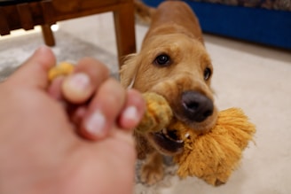 a dog holding a toy in its mouth
