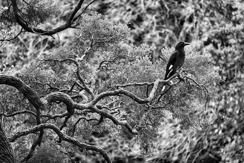 a black and white photo of a bird on a tree branch