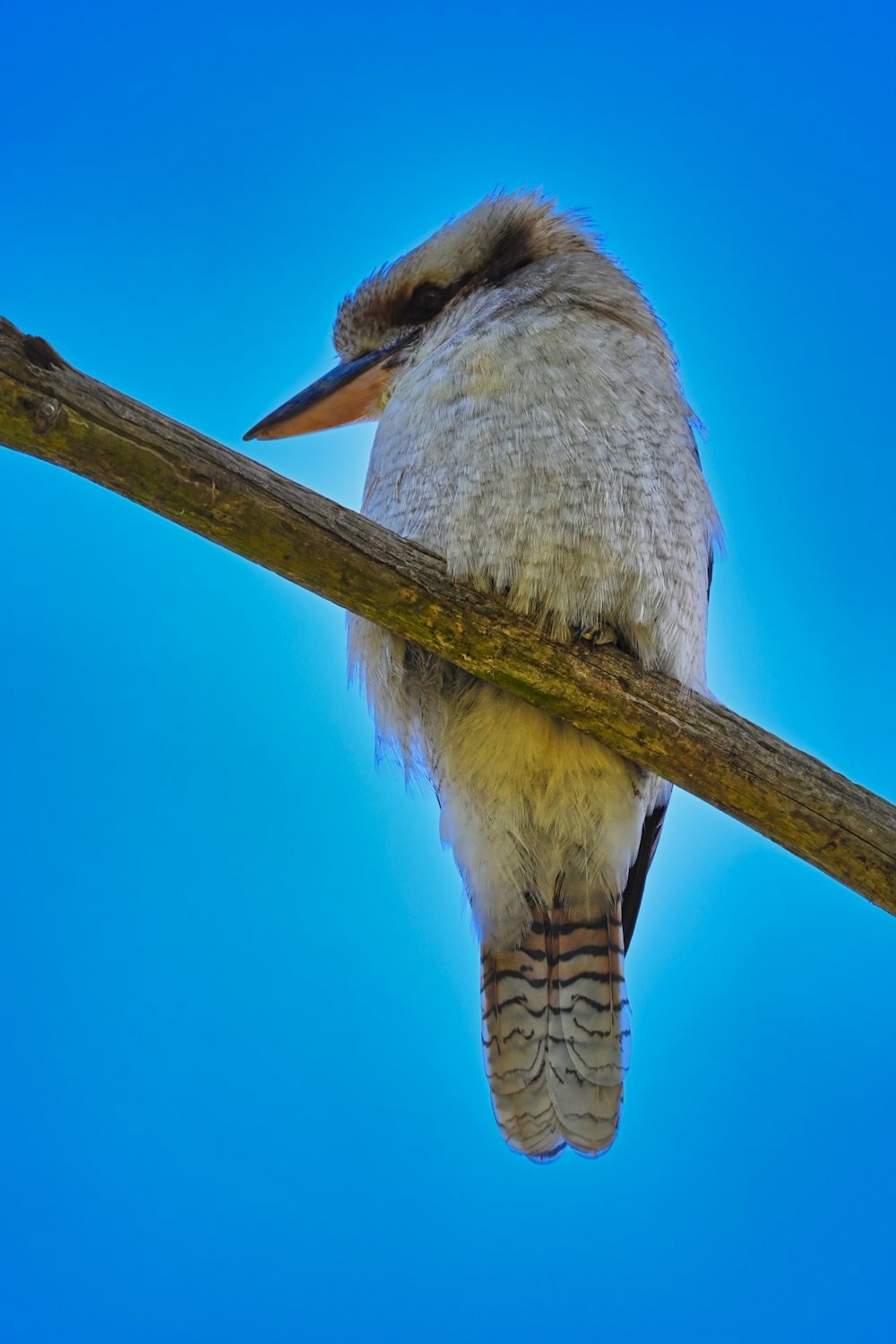 a bird sitting on a branch with a blue sky in the background