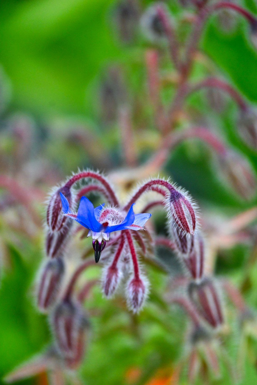 a close up of a blue flower on a plant