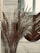 A close-up photo of a delicate pampas grass arrangement in a minimalist vase by a sunlit window.