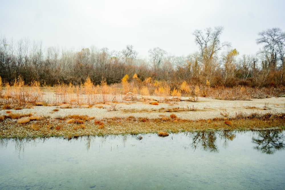 a body of water surrounded by trees and grass