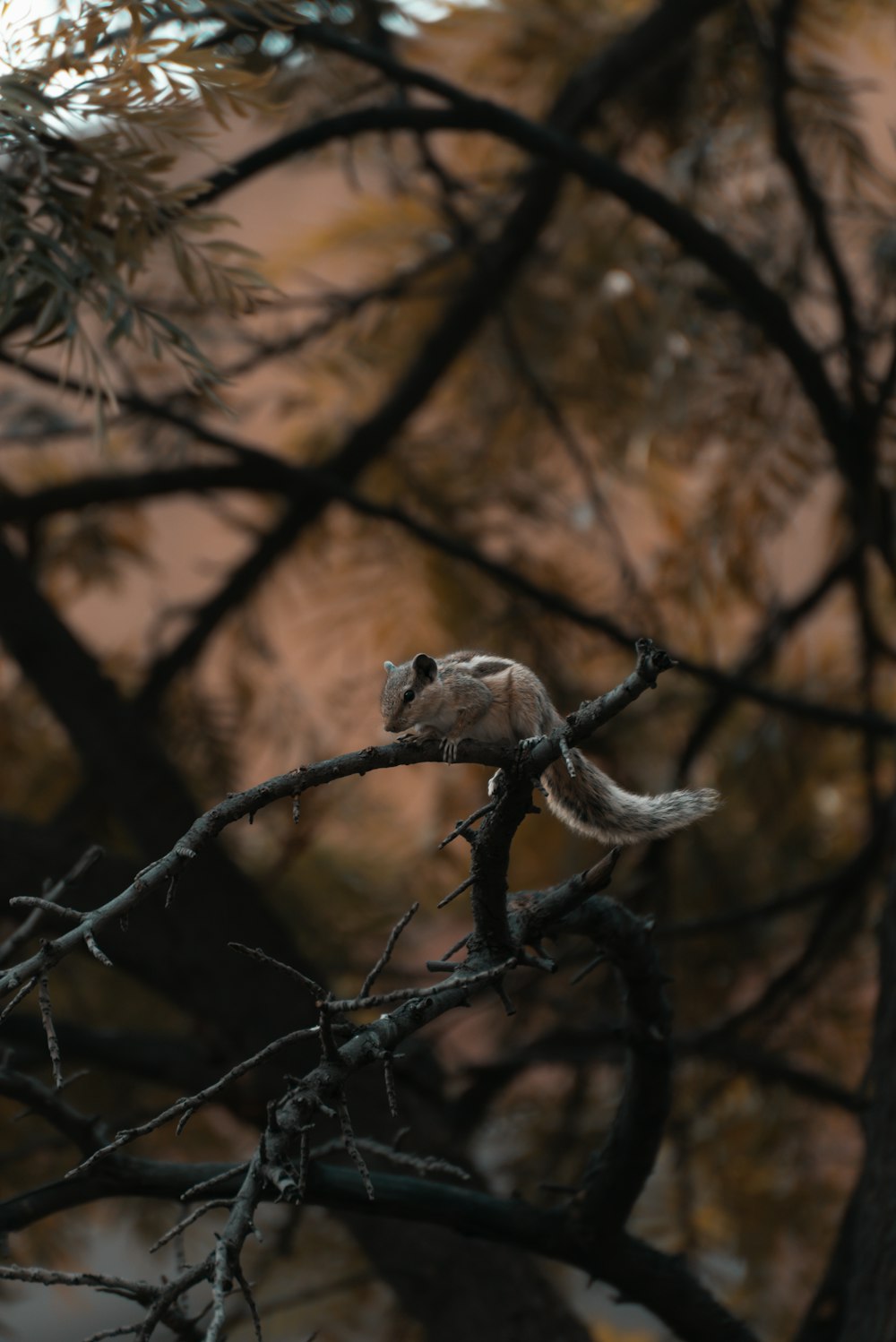 a squirrel sitting on a branch of a tree