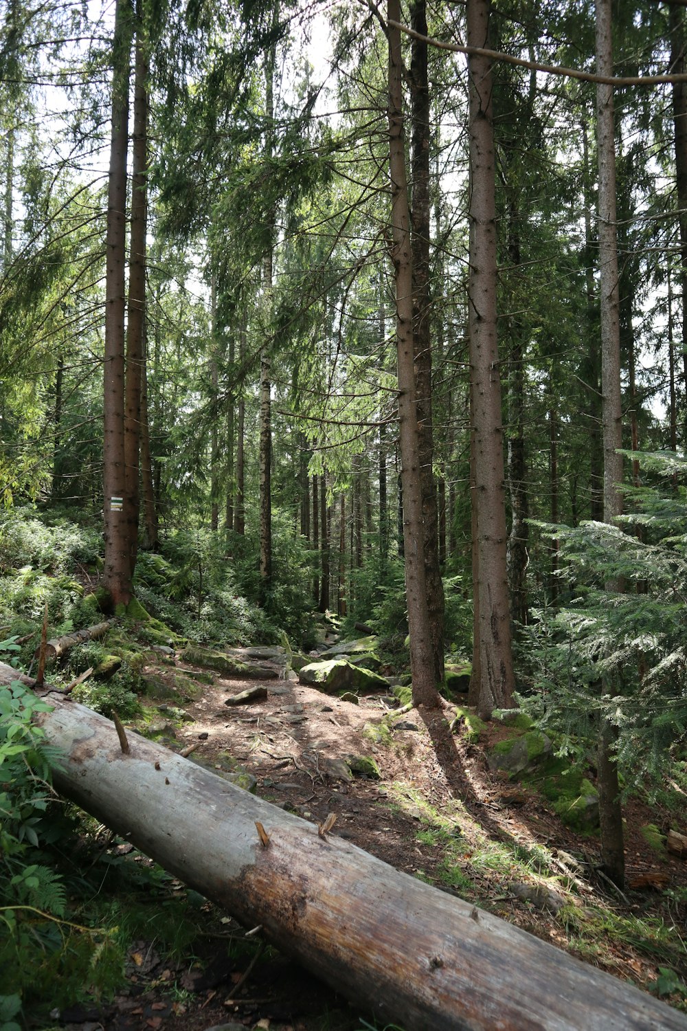 Un arbre tombé au milieu d’une forêt
