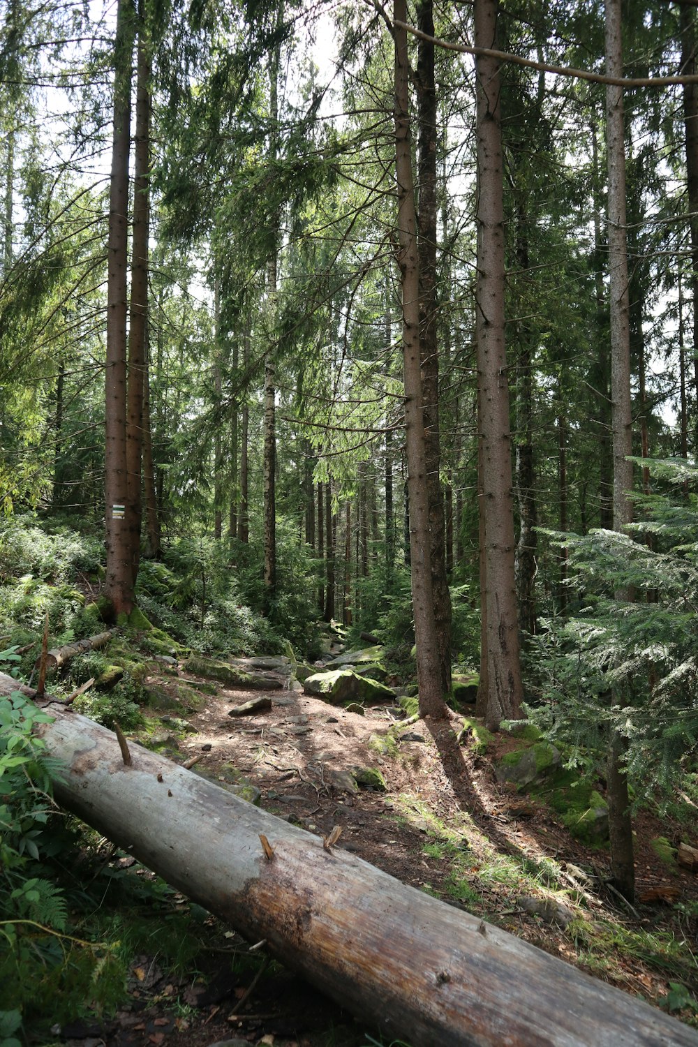 a fallen tree in the middle of a forest