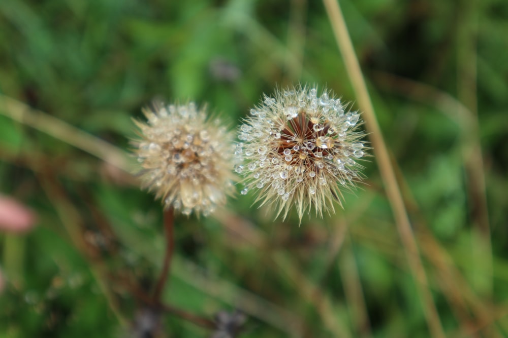 a close up of a dandelion flower in a field