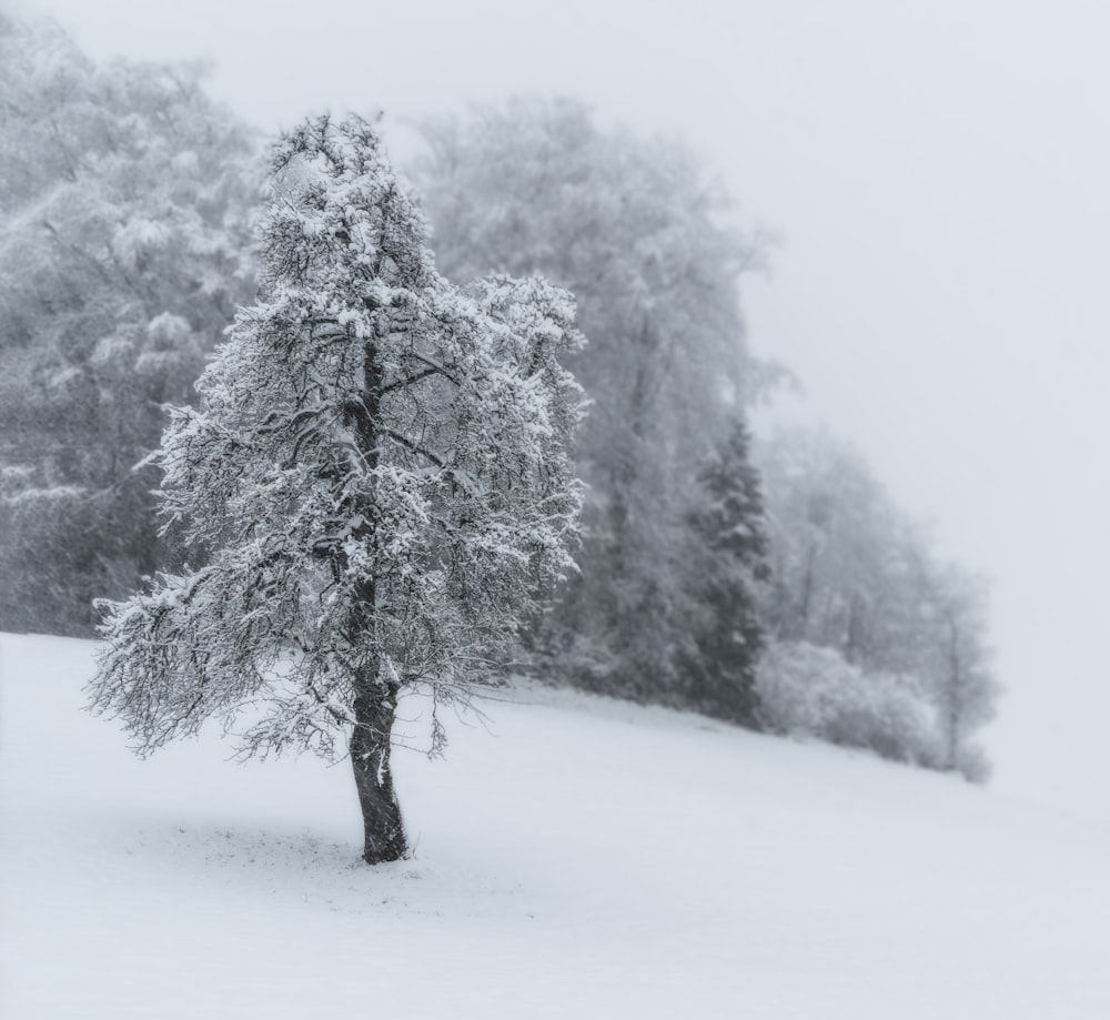 a snow covered tree in the middle of a field