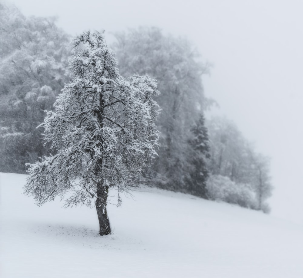 ein schneebedeckter Baum mitten auf einem Feld