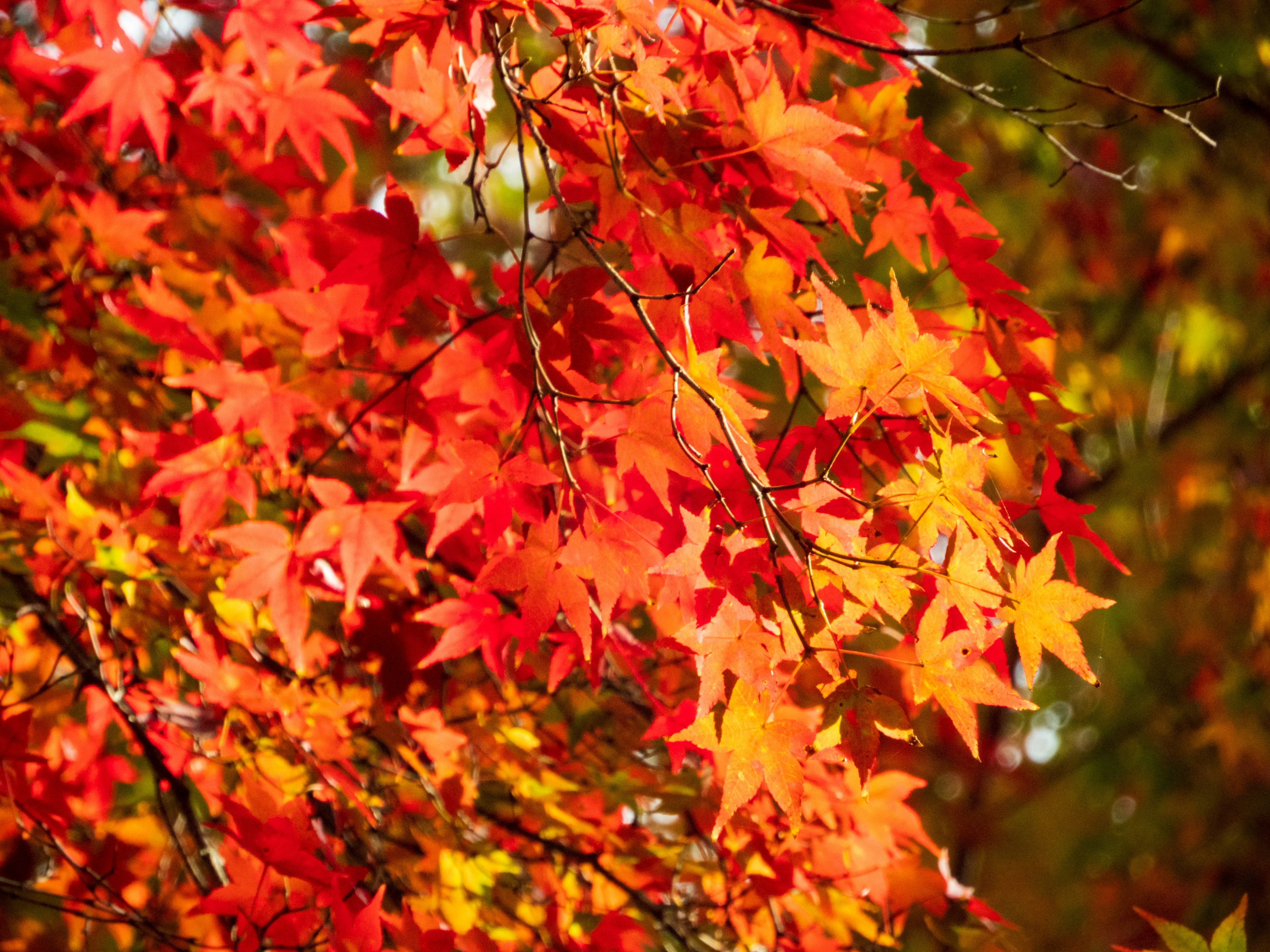 Photo by heppoko_yama