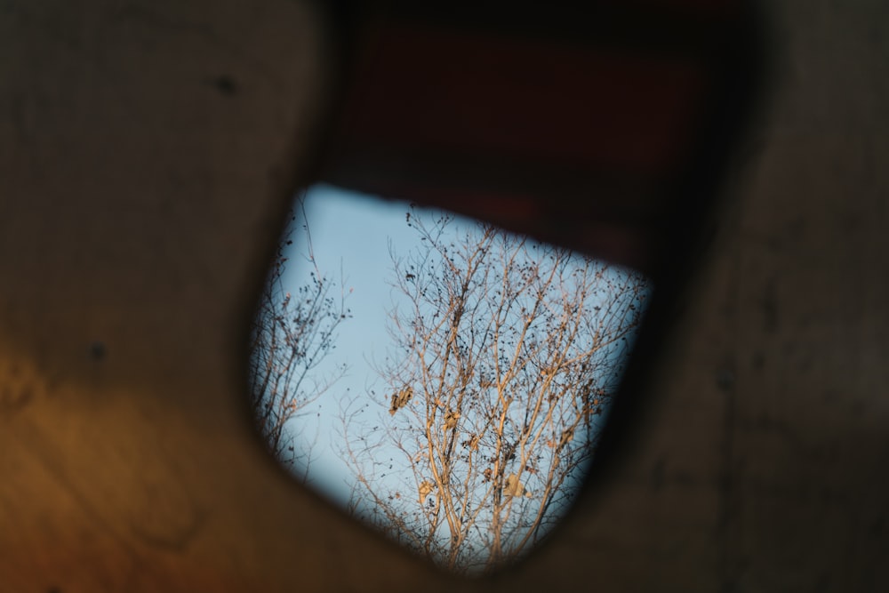 a tree seen through a mirror on a wall