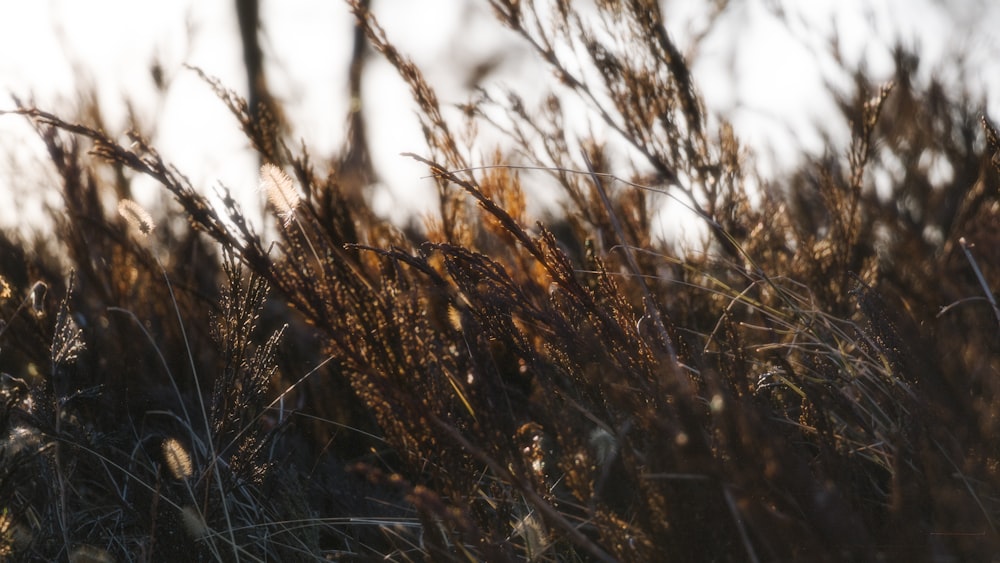 a close up of a bunch of tall grass