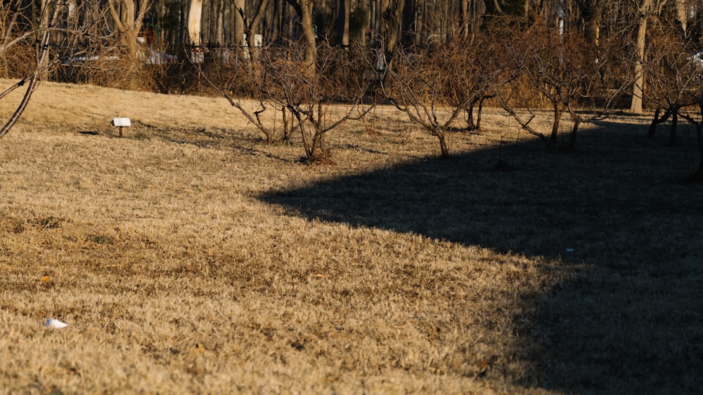 a grassy field with trees in the background