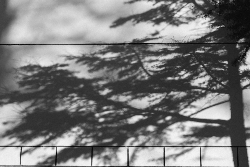 a black and white photo of a tree and a fence