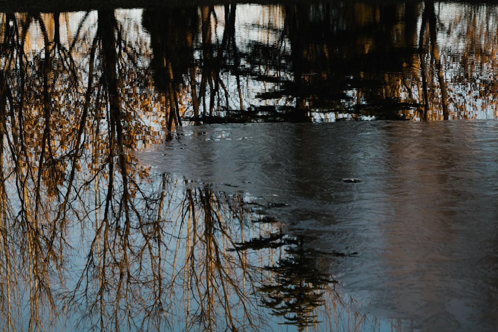 the reflection of a tree in the water