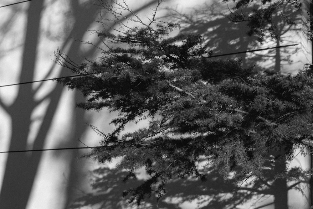 a black and white photo of some trees