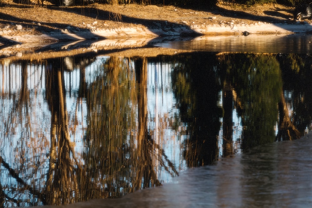 a body of water with trees reflected in it