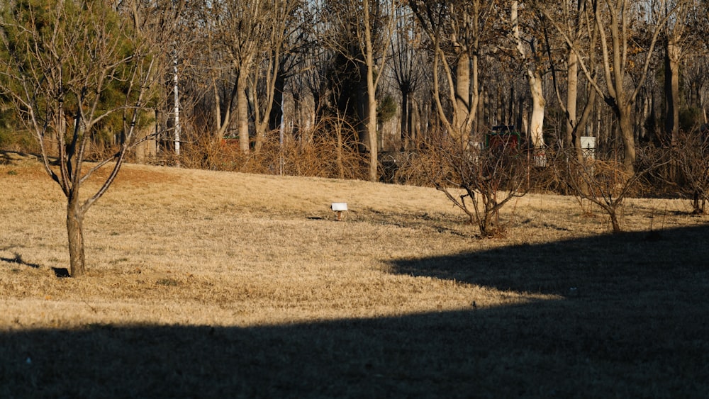 a grassy field with trees in the background