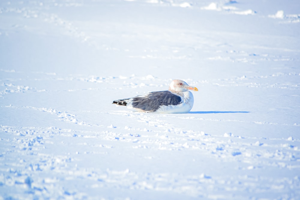 a seagull sitting in the snow on a sunny day