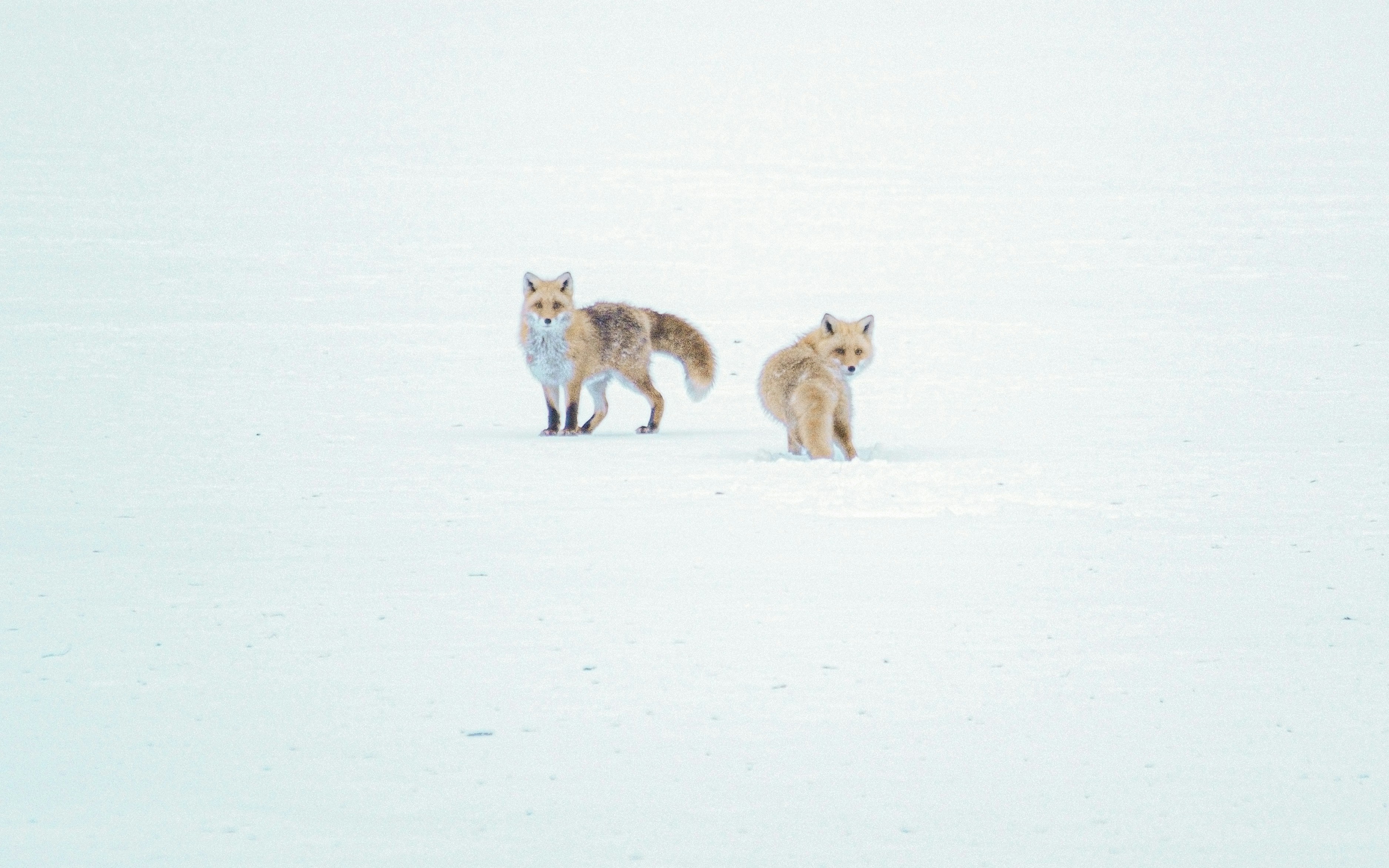 Minneapolis, Minnesota Winter&rsquo;s Wild Hunters (image credits: unsplash)