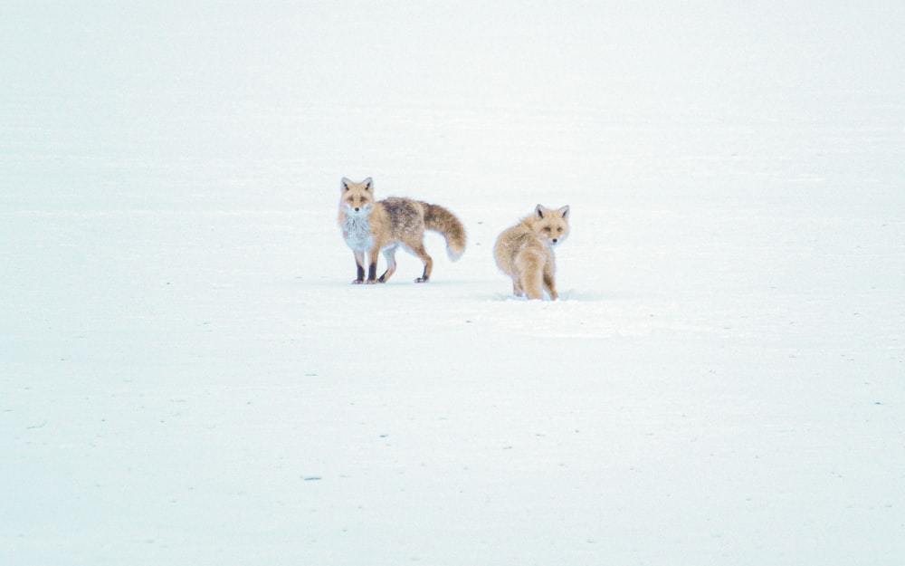 a couple of foxes walking across a snow covered field