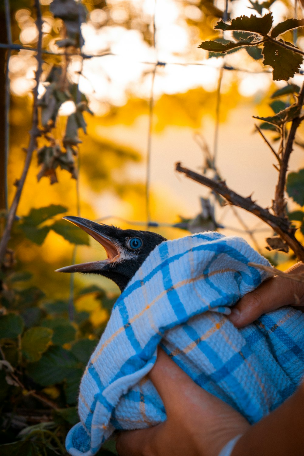 una persona sosteniendo un pájaro envuelto en una toalla
