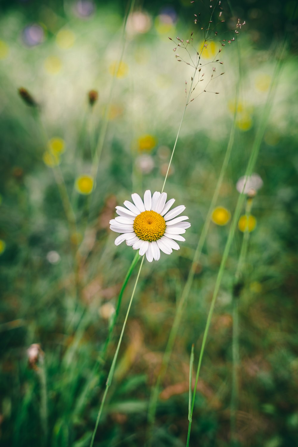 uma flor branca com um centro amarelo em um campo de grama