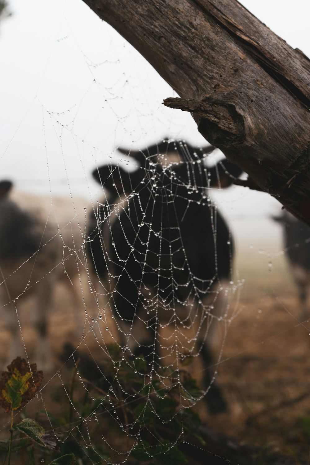 a close up of a spider web with a cow in the background