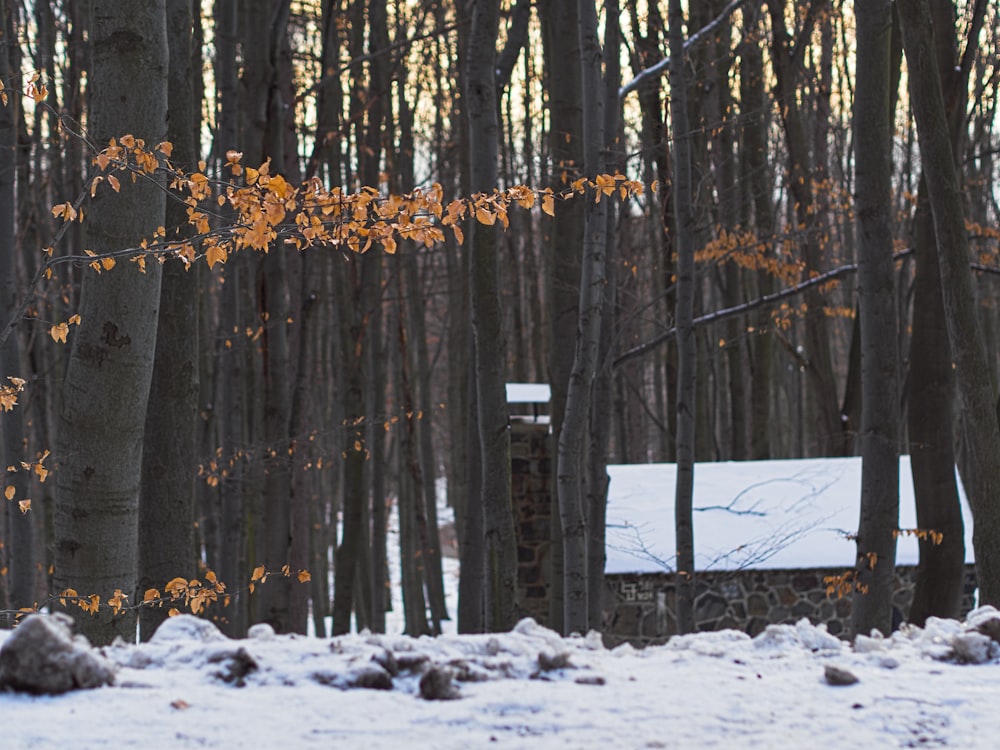 a bench sitting in the middle of a forest covered in snow