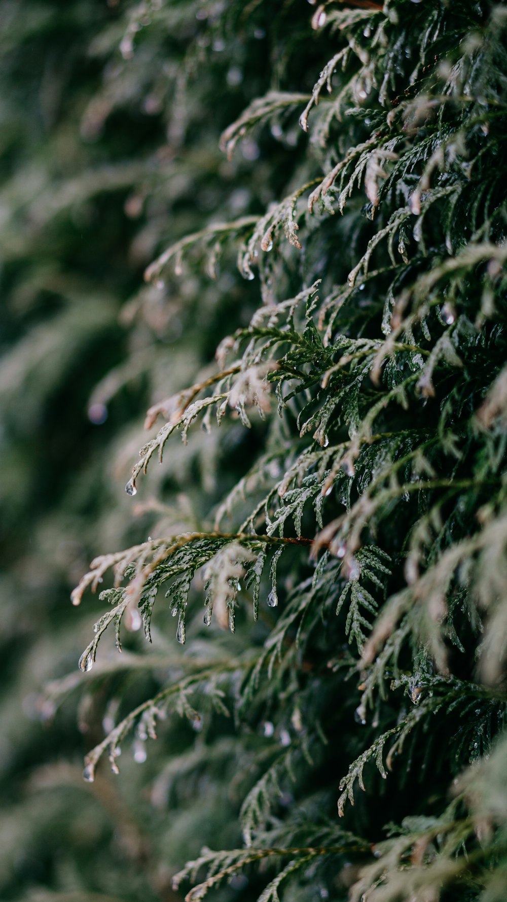 a close up of a pine tree with drops of water on it