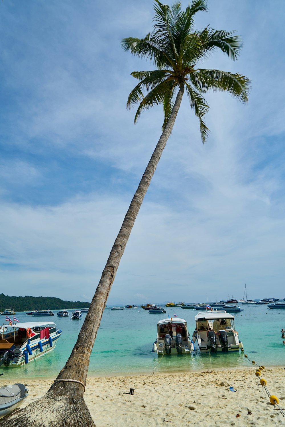 a palm tree on a beach with boats in the water