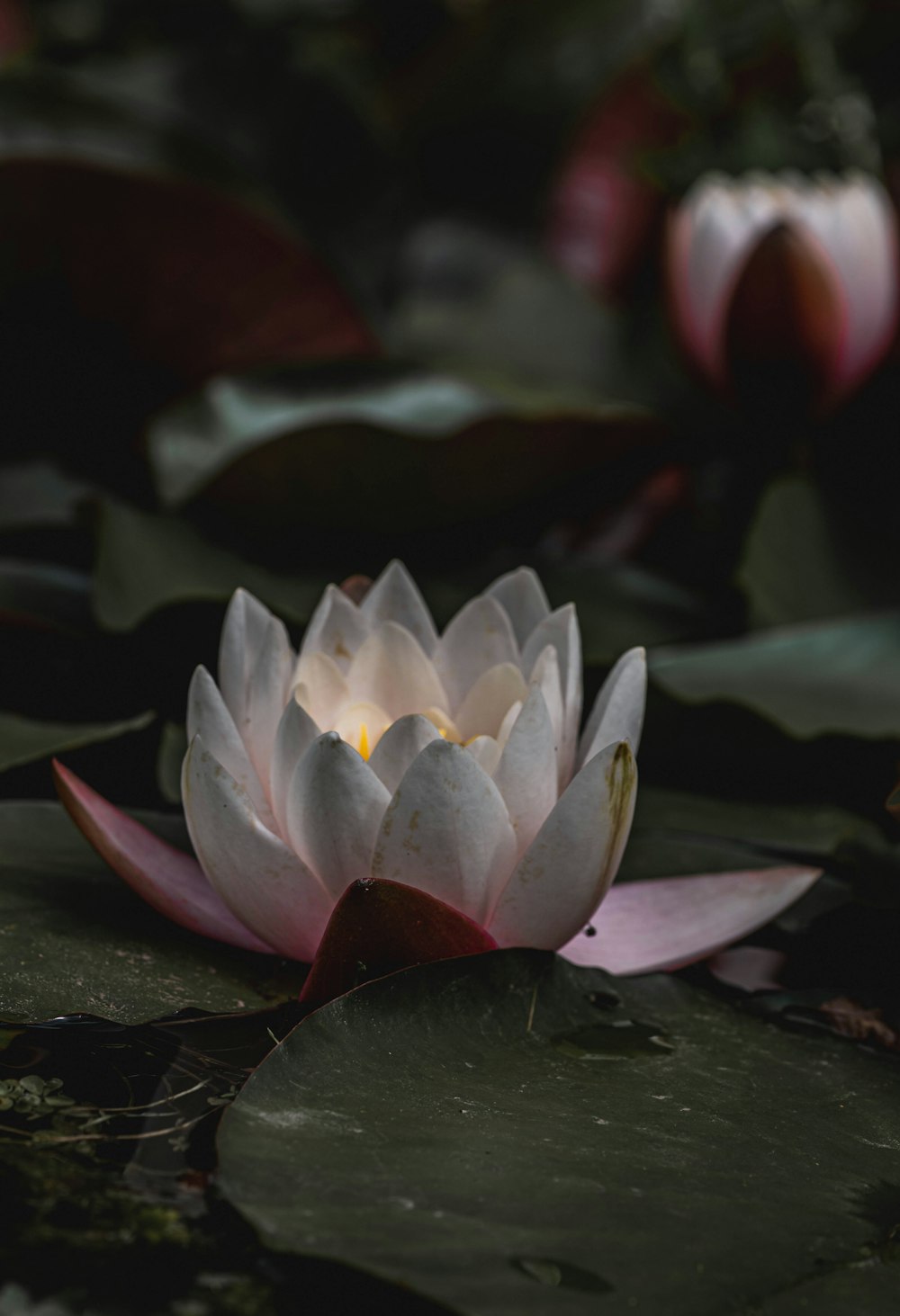 une fleur de lotus blanche assise au sommet d’un étang couvert de feuilles vertes