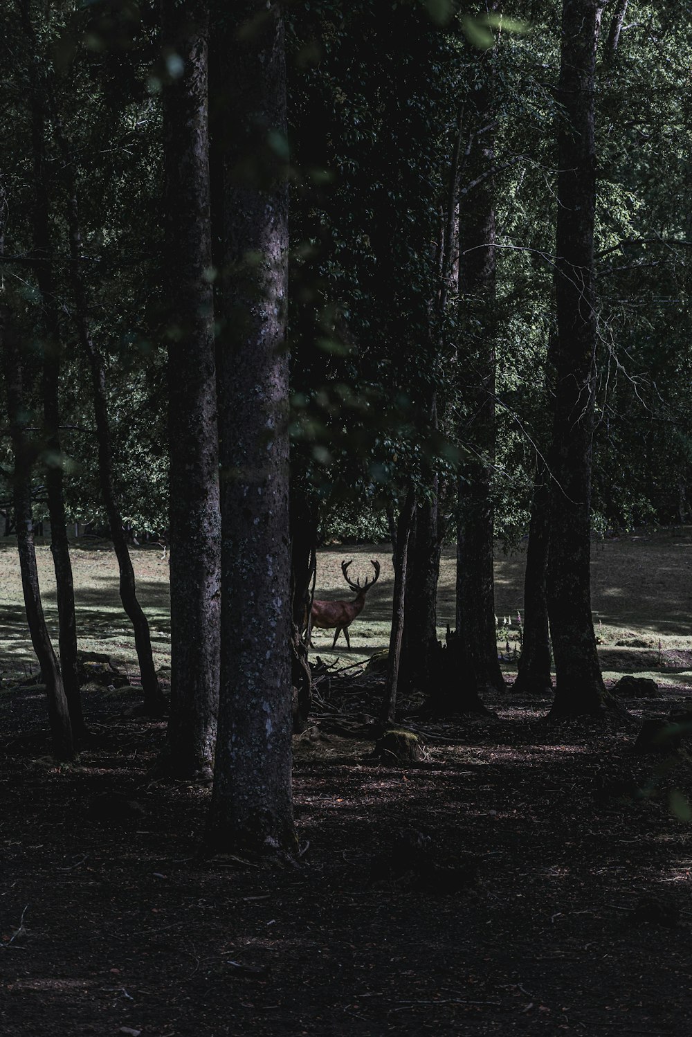 un cerf debout au milieu d’une forêt