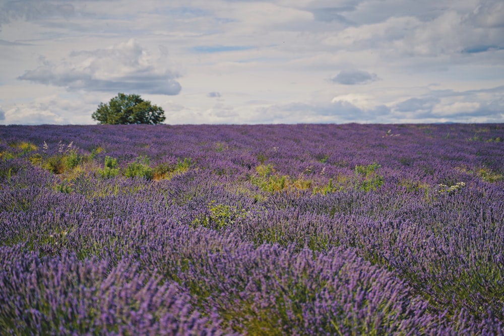 a field full of purple flowers under a cloudy sky