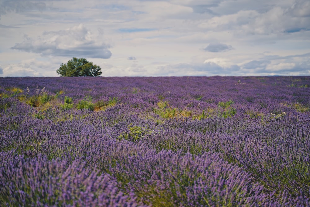 Un campo pieno di fiori viola sotto un cielo nuvoloso