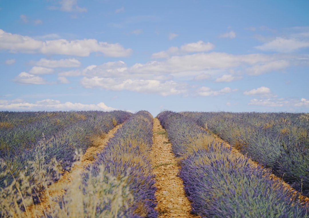 a field of lavender plants under a cloudy blue sky,