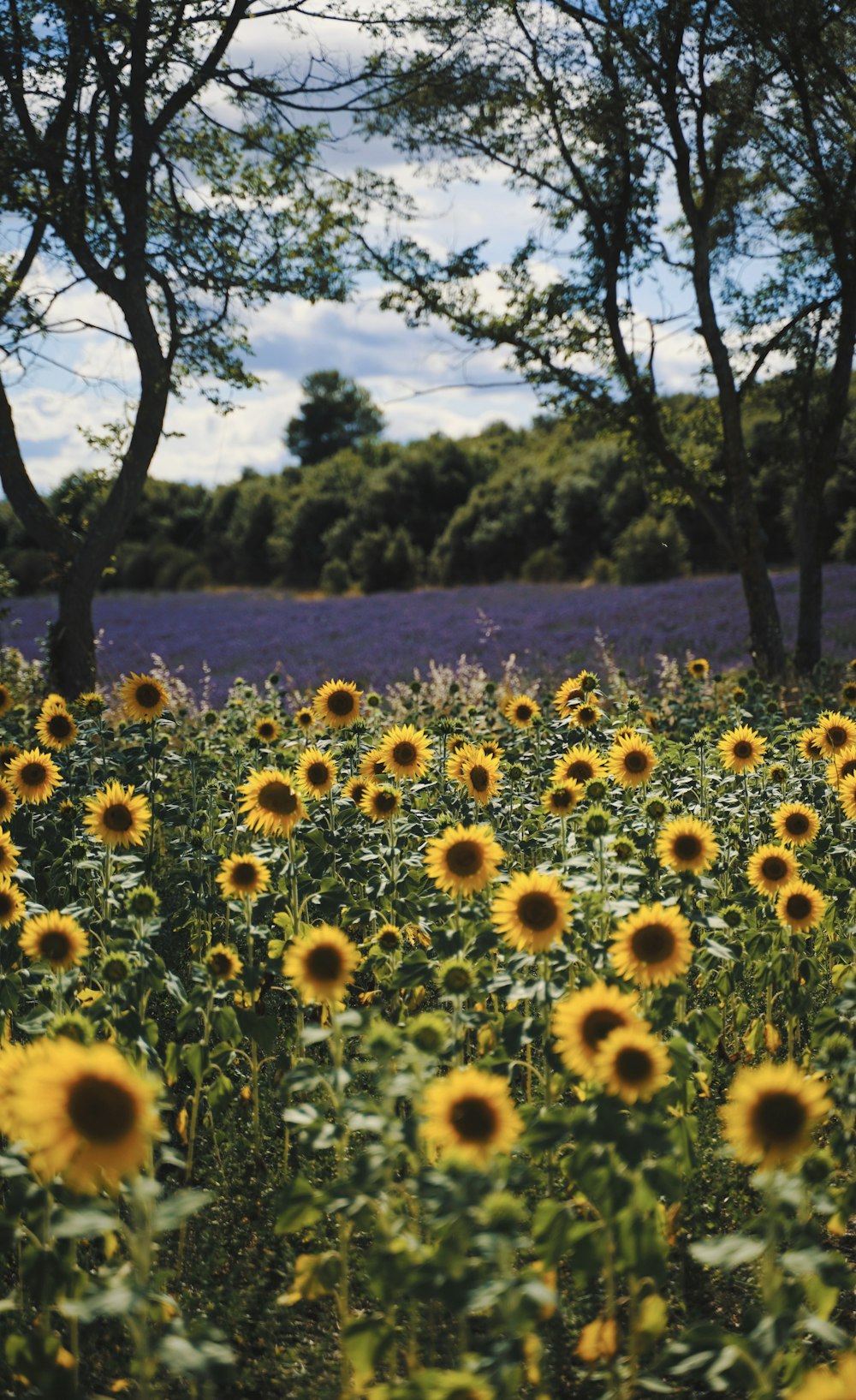 a field of sunflowers with trees in the background