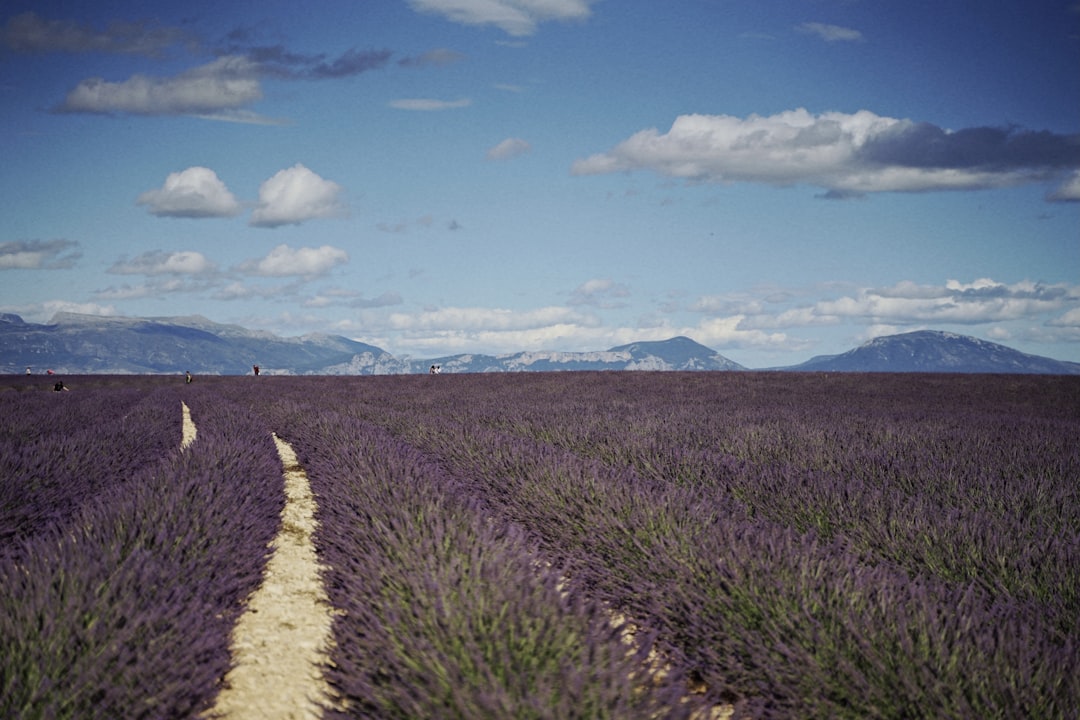 a field of lavender flowers with mountains in the background,