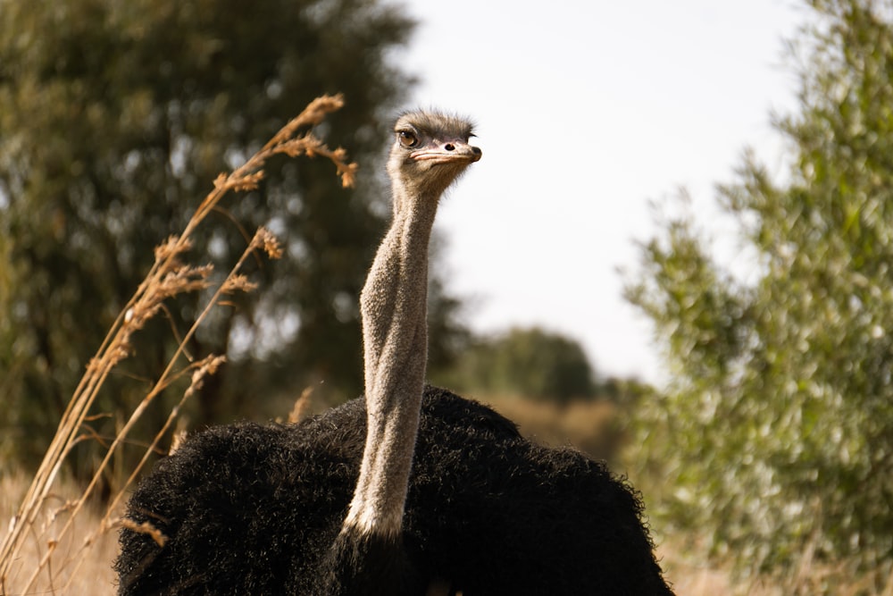 uno struzzo in piedi in un campo di erba alta