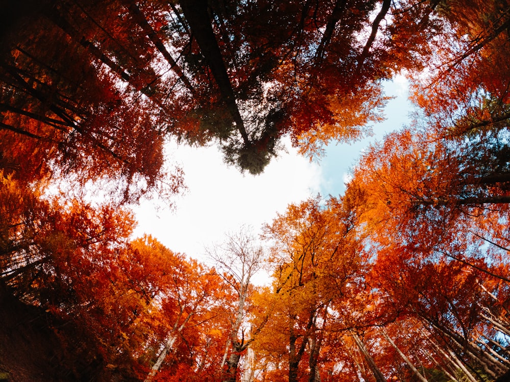 looking up into the canopy of a forest in autumn