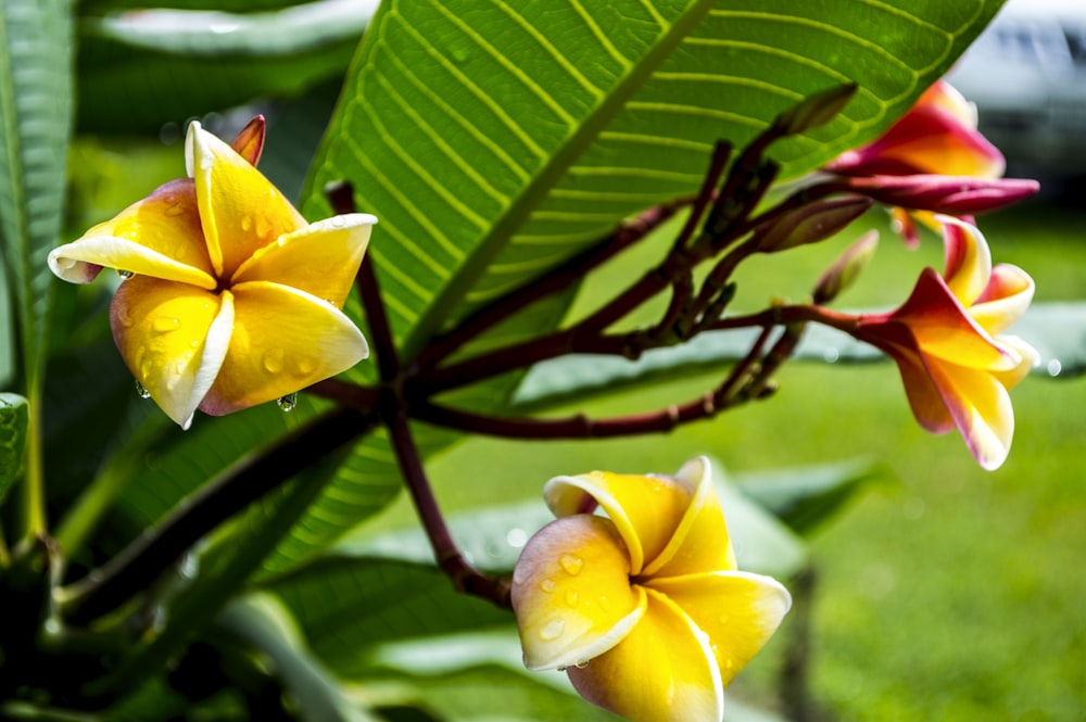 a close up of a flower on a plant