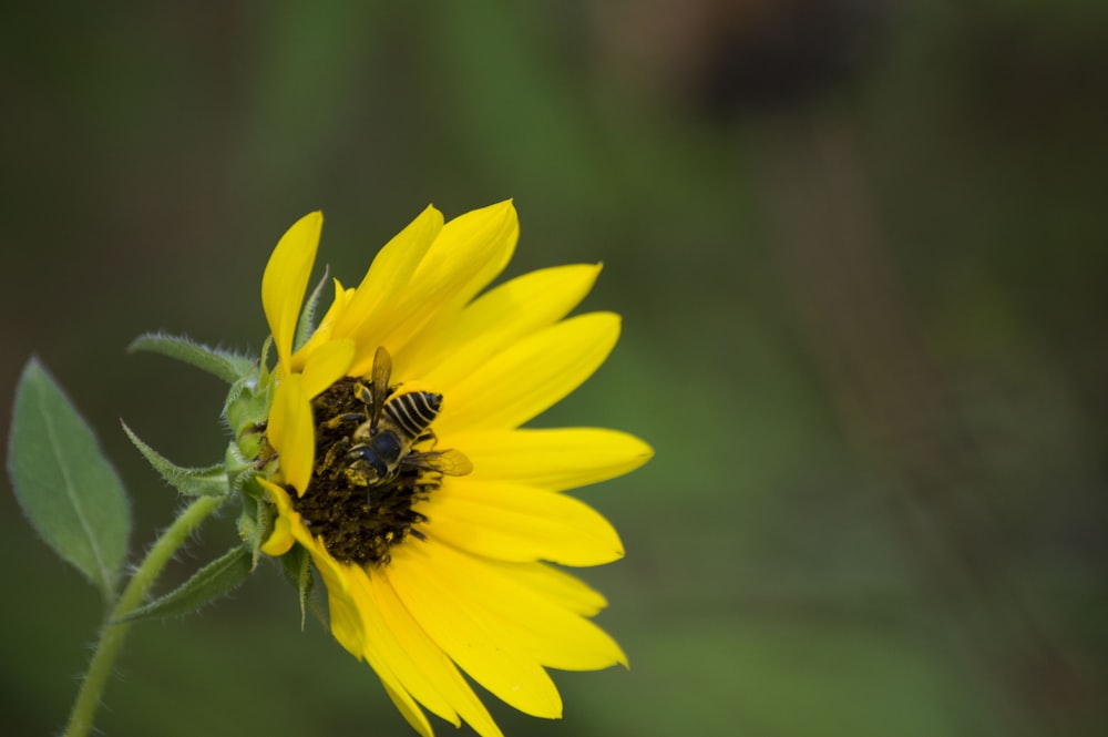 a yellow flower with a bee on it