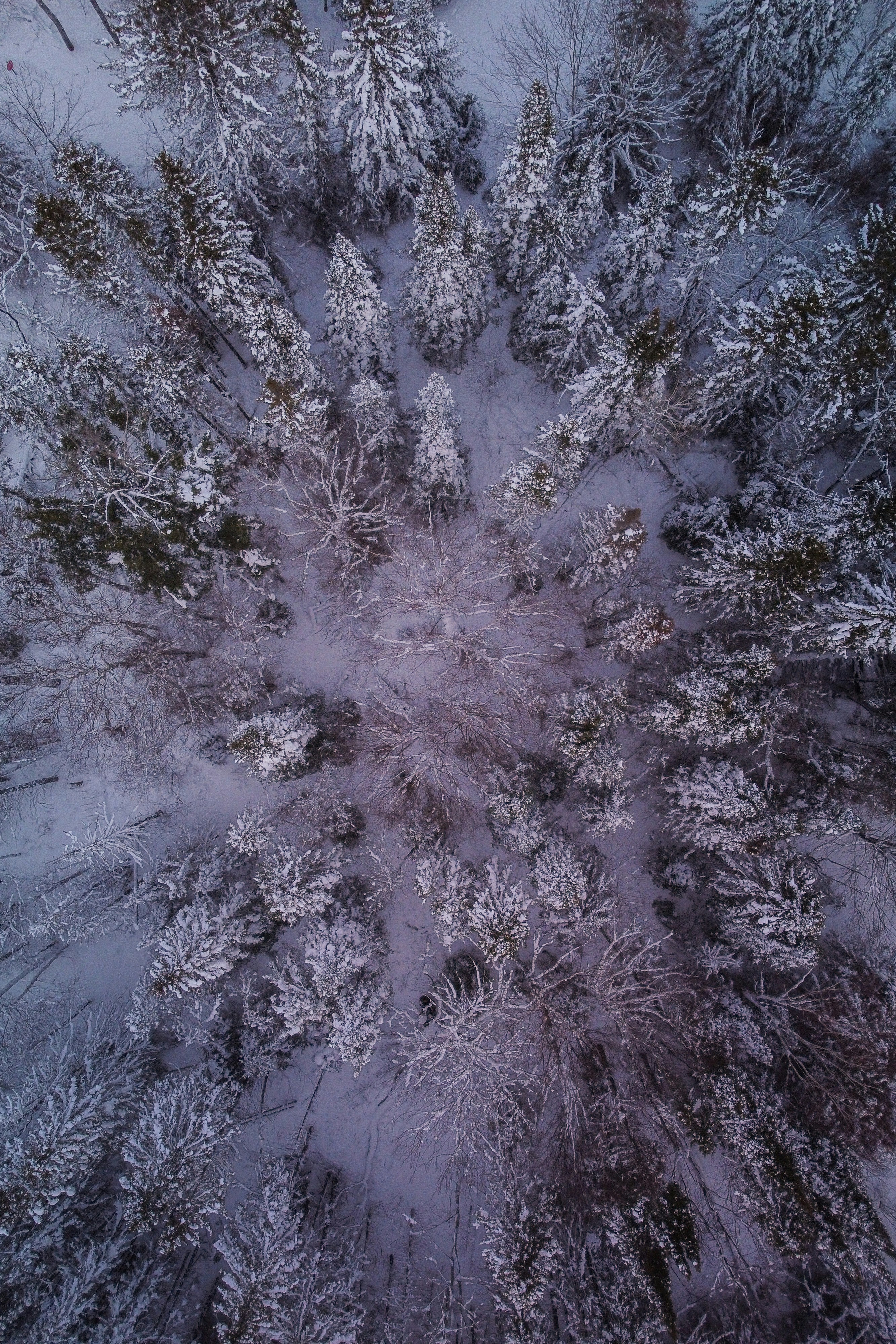 snowy forest landscape, wallpaper, Winter Wonderland Spots for Snowy Camping 5