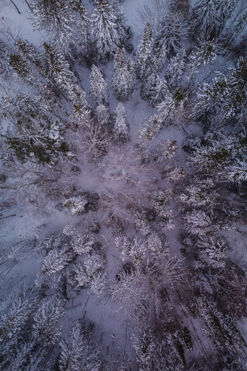 an aerial view of a snow covered forest